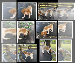 Brittany Puppy for sale in BLANCHESTER, OH, USA