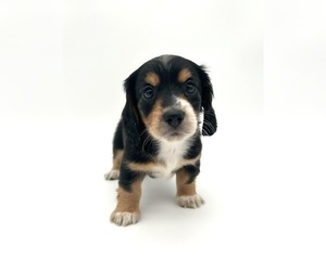 Dachshund Puppy for sale in FAIRBANK, IA, USA