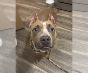 Mutt Dogs for adoption in Lockport, NY, USA