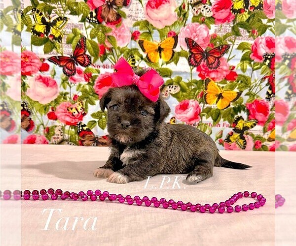 Medium Photo #1 Shih Tzu Puppy For Sale in WINNSBORO, LA, USA