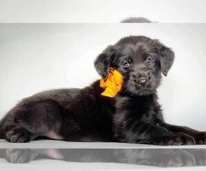 Labradoodle Puppy for sale in MODESTO, CA, USA