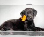 Small Photo #1 Labradoodle Puppy For Sale in MODESTO, CA, USA