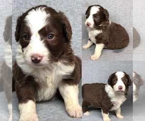 Aussiedoodle Puppy for sale in BROOKER, FL, USA