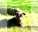 Small #5 Mutt