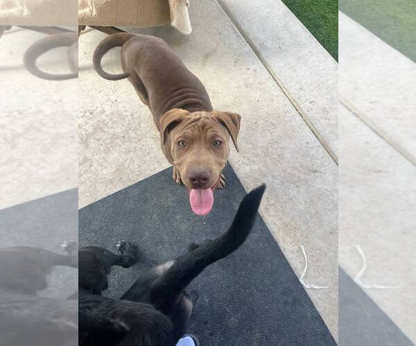 Medium Photo #5 American Pit Bull Terrier-Chinese Shar-Pei Mix Puppy For Sale in Imlay City, MI, USA