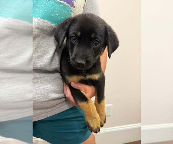 Medium Photo #3 Mutt Puppy For Sale in Holly Springs, NC, USA