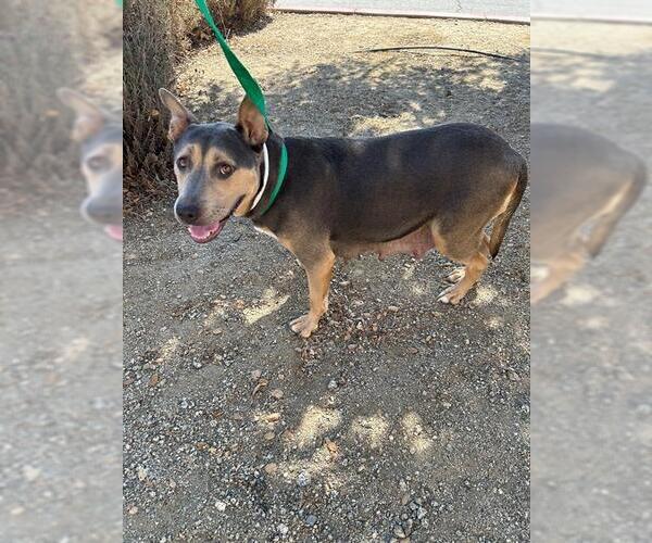 Medium Photo #1 American Pit Bull Terrier-Unknown Mix Puppy For Sale in Riverside, CA, USA