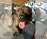 Small #1 Staffordshire Bull Terrier