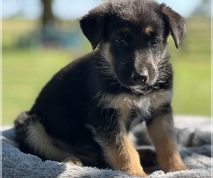 Irish Wolfhound-Poodle (Standard) Mix Puppy for sale in CONVERSE, IN, USA