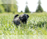 Small #6 Havanese-Poodle (Toy) Mix