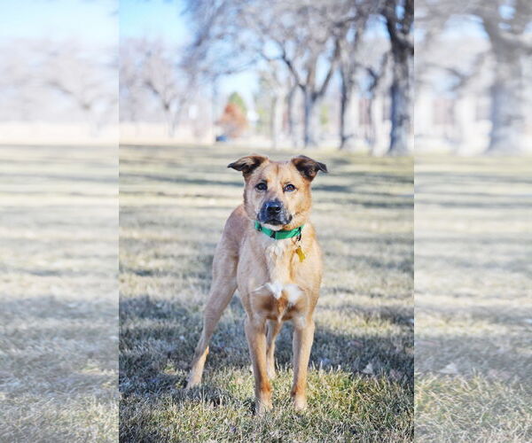 Medium Photo #12 Mutt Puppy For Sale in Sandy, UT, USA