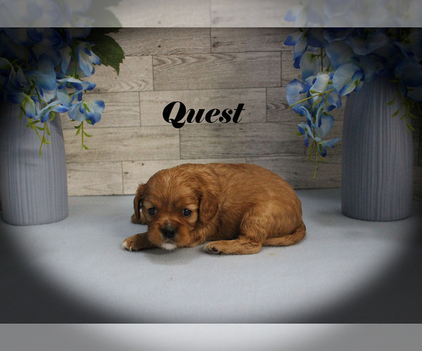 Medium Photo #7 Cavalier King Charles Spaniel Puppy For Sale in CHANUTE, KS, USA
