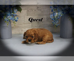 Small #6 Cavalier King Charles Spaniel
