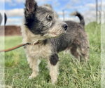 Small #3 Mutt