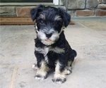 Puppy Honeycomb Schnauzer (Miniature)