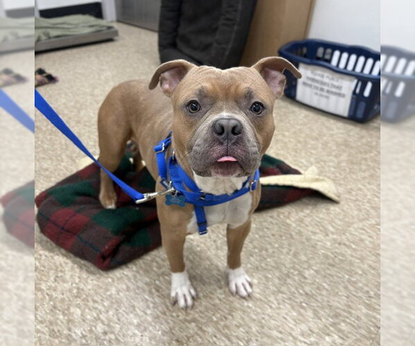 Medium Photo #1 Mutt Puppy For Sale in Boston, MA, USA