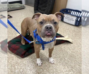 Mutt Dogs for adoption in Boston, MA, USA