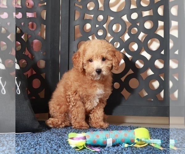 Medium Photo #3 ShihPoo Puppy For Sale in MOUNT VERNON, OH, USA