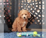 Small Photo #3 ShihPoo Puppy For Sale in MOUNT VERNON, OH, USA