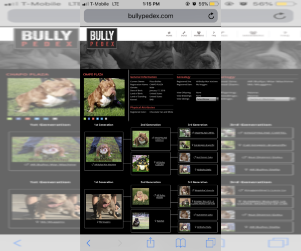Medium Photo #1 American Bully Puppy For Sale in STKN, CA, USA