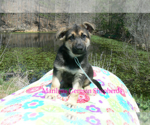 German Shepherd Dog Puppy for sale in PIEDMONT, MO, USA