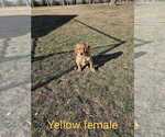 Small Photo #1 Golden Retriever Puppy For Sale in PIPESTONE, MN, USA
