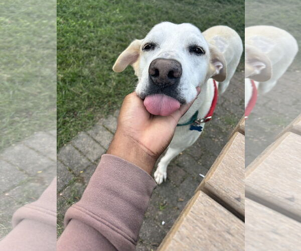 Medium Photo #7 Labrador Retriever-Unknown Mix Puppy For Sale in Washington, DC, USA