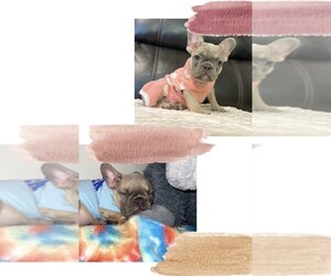 French Bulldog Puppy for sale in ORLANDO, FL, USA