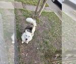 Small Huskies  Mix
