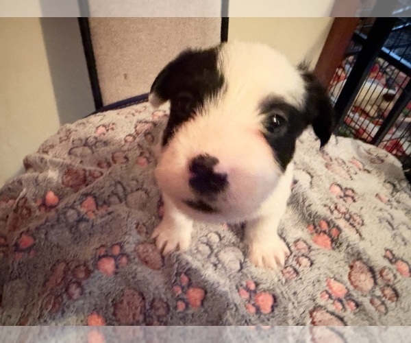 Medium Photo #1 Boston Terrier-Jack Russell Terrier Mix Puppy For Sale in LONDONDERRY, NH, USA