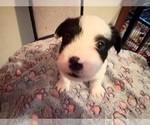 Puppy 1 Boston Terrier-Jack Russell Terrier Mix