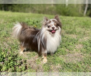 Pomeranian Puppy for sale in CASTLE HAYNE, NC, USA