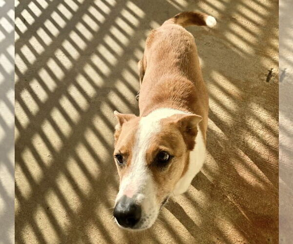 Medium Photo #6 Australian Kelpie-Basenji Mix Puppy For Sale in Houston, TX, USA