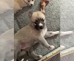 Small #37 Pomsky