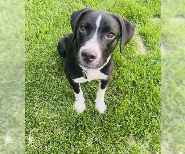 Medium Photo #3 American Staffordshire Terrier-Unknown Mix Puppy For Sale in Princeton, MN, USA