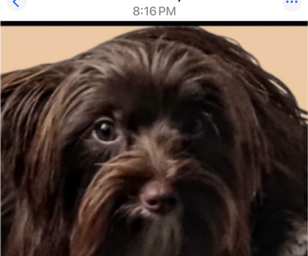 Medium Photo #1 Yorkshire Terrier Puppy For Sale in FORT WORTH, TX, USA