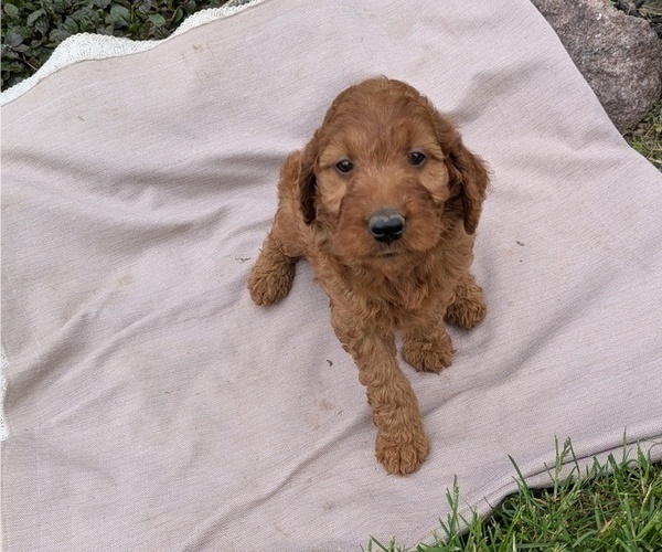 Medium Photo #57 Irish Doodle Puppy For Sale in GOSHEN, IN, USA