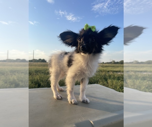 Medium Photo #1 Papillon Puppy For Sale in BELTON, MO, USA