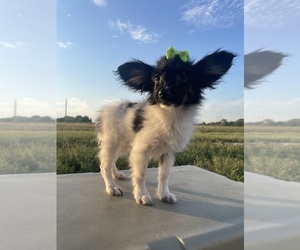 Papillon Puppy for Sale in BELTON, Missouri USA
