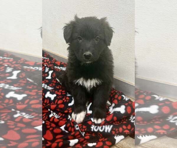 Medium Photo #3 Border Collie-Unknown Mix Puppy For Sale in Cave Creek, AZ, USA