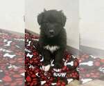 Small #2 Border Collie Mix