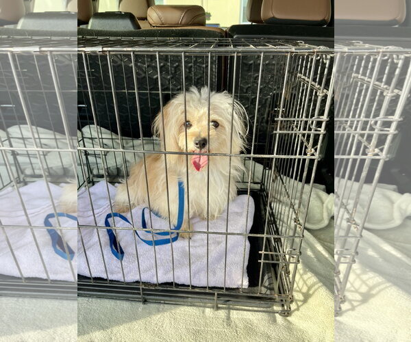 Medium Photo #9 Havamalt Puppy For Sale in McKinney, TX, USA