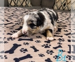 Small Photo #7 Australian Shepherd Puppy For Sale in SALISBURY, NC, USA