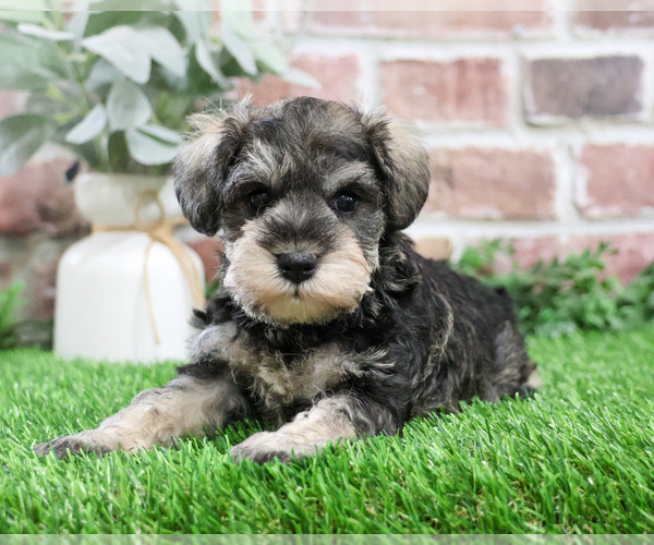 Medium Photo #10 Schnauzer (Miniature) Puppy For Sale in SYRACUSE, IN, USA