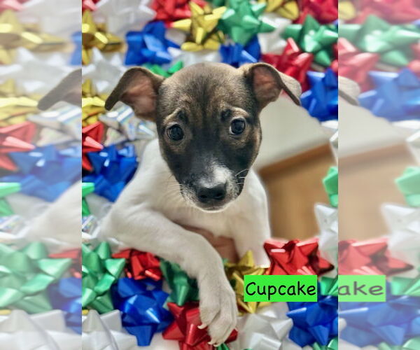 Medium Photo #1 Mutt Puppy For Sale in GILBERTS, IL, USA