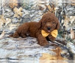 Small #5 Goldendoodle (Miniature)