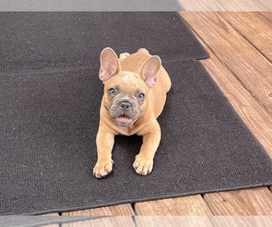 French Bulldog Puppy for sale in SEBRING, FL, USA