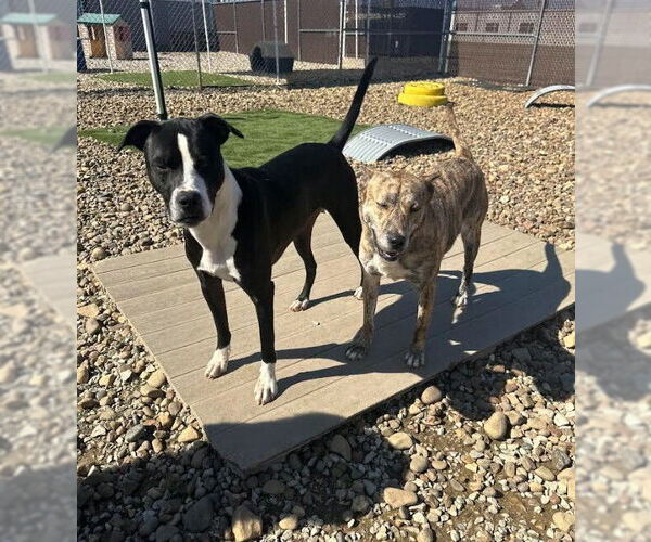 Medium Photo #8 American Pit Bull Terrier-Unknown Mix Puppy For Sale in Evansville, IN, USA