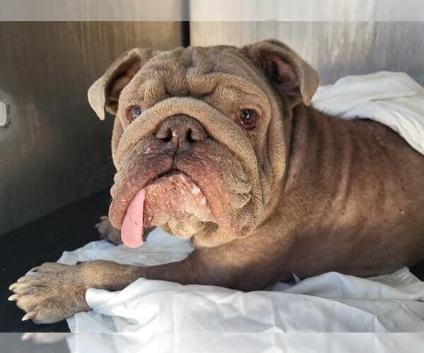 Medium Photo #1 Bulldog-Unknown Mix Puppy For Sale in San Antonio, TX, USA