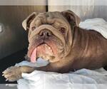 Small Bulldog Mix